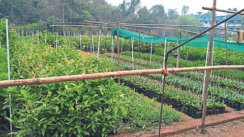Nursery