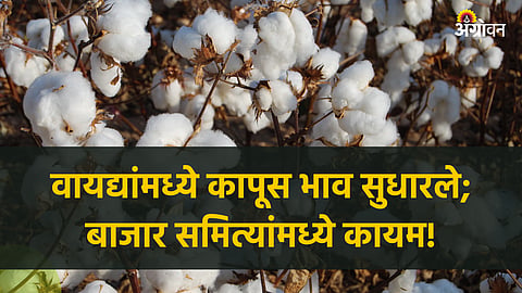 Cotton Market