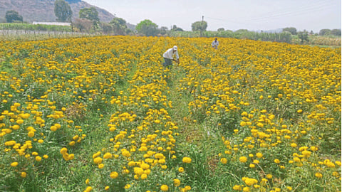 Zendu Crop Management