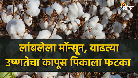 Cotton Crop Damage