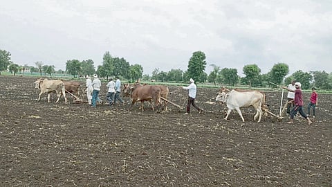 Kharif Sowing