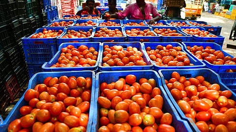 Tomato