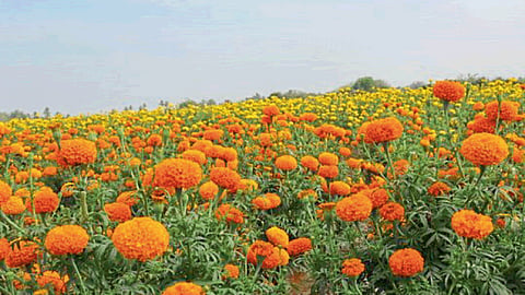 Floriculture 