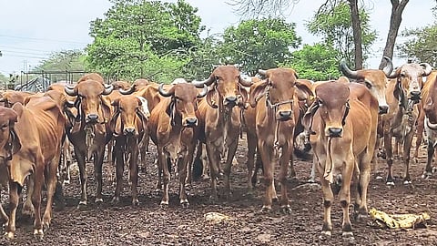  Gir Cow 