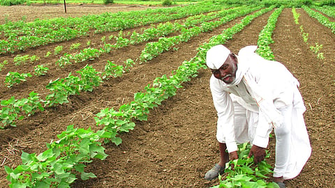 Cotton Sowing