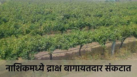 Nashik Grapes