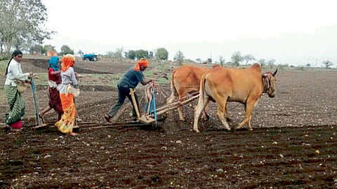 Sowing 