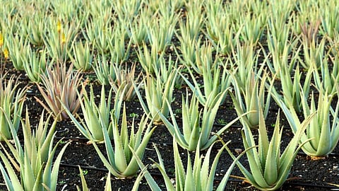 Aloe Vera