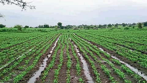Sowing