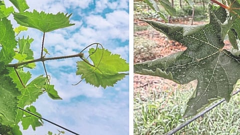 Grape Crop Management