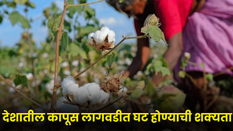 Cotton Sowing