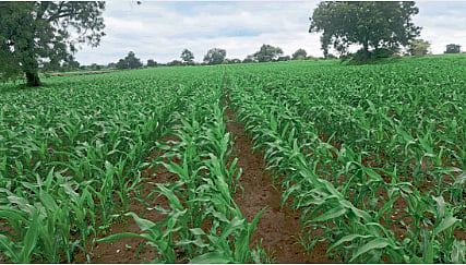 Jowar Sowing