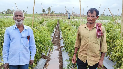 Kolhapur Tomato Stolen