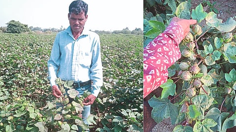 Cotton Cultivation