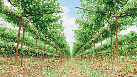 Vineyard 