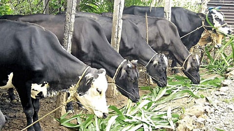 Green Fodder 