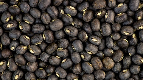 Urad