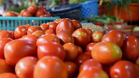 Tomato 