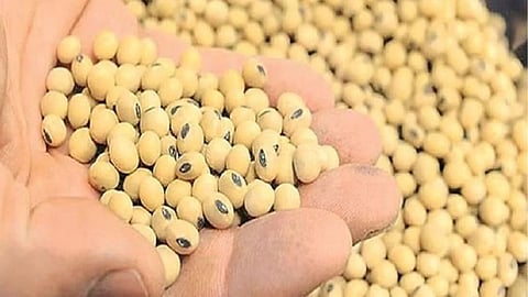 Seeds