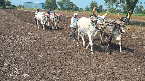 Sowing 