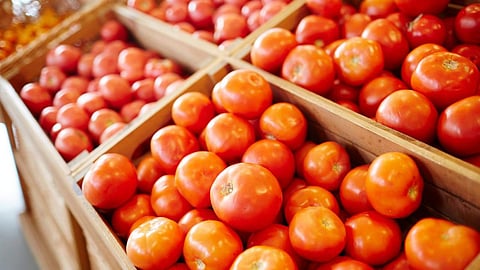 Tomato 
