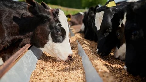 Animal Husbandry