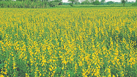 Jute Sowing