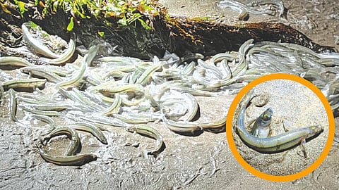 Grunion fish