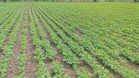 Farm