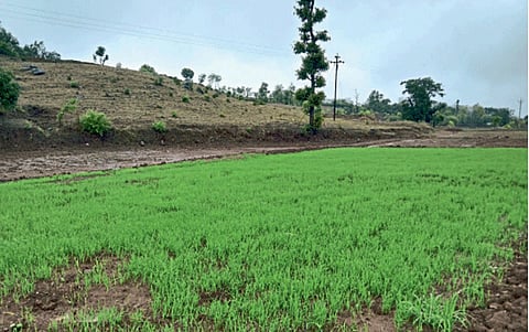 Paddy Farming