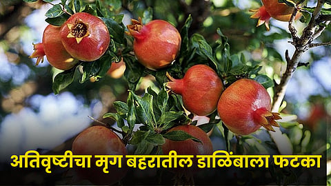 Pomegranate 