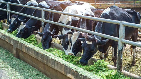 cattle wealth insurance
