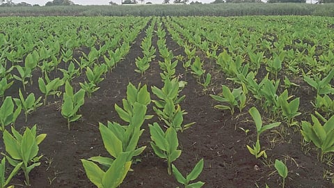 Turmeric Market