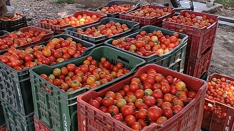 Tomato