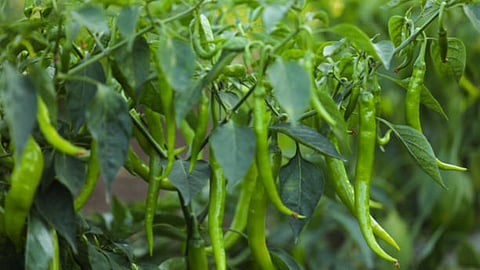 Chili
