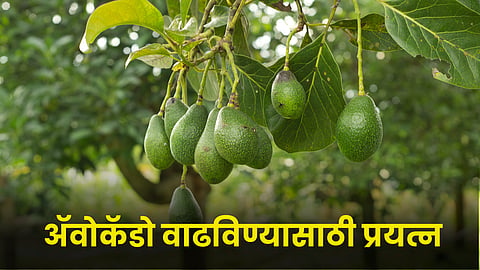 Avocado Cultivation