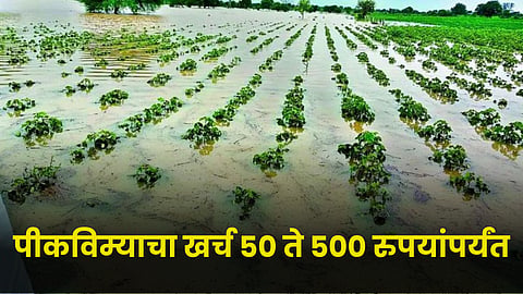 Crop Insurance 