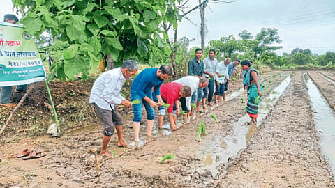 Paddy Plantation