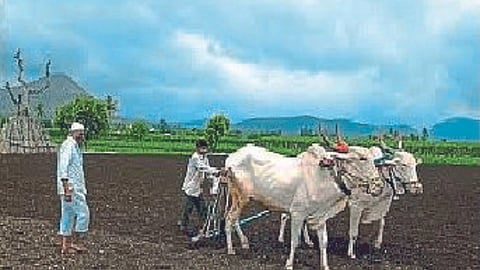 Sowing 
