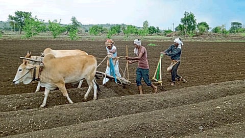 Sowing 