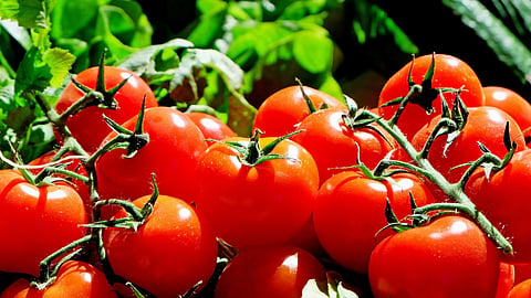 Tomato
