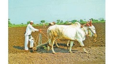 Farmer