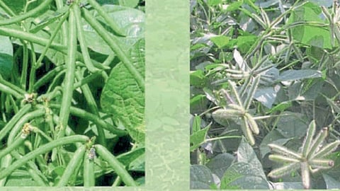 Kharif Sowing 