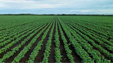 Maharashtra Soybean Sowing
