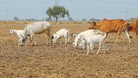 Fodder shortage