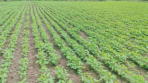 Sowing 