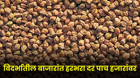 Chana