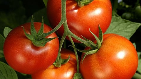 Tomato 