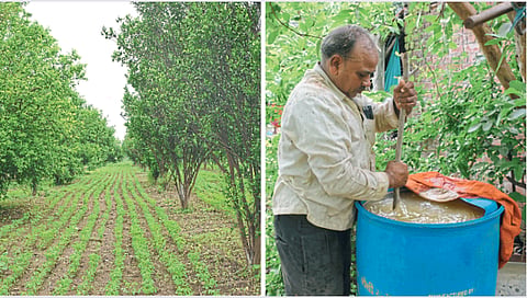 Organic Farming 
