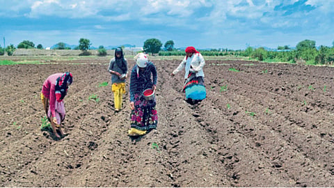 Kharif Sowing 
